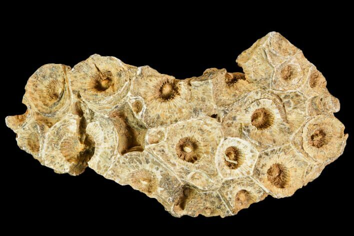 Fossil Coral (Actinocyathus) Head - Morocco #105713